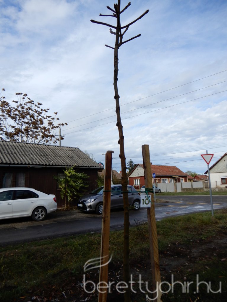 Közösségi faültetés Berettyóújfaluban 20